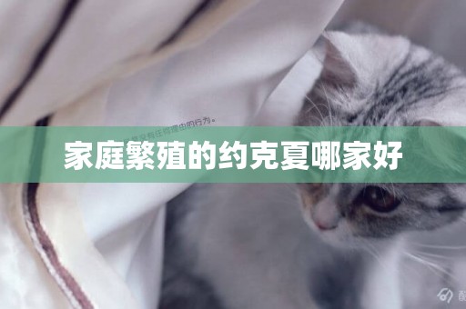家庭繁殖的約克夏哪家好