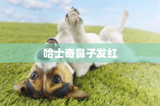 哈士奇鼻子發紅