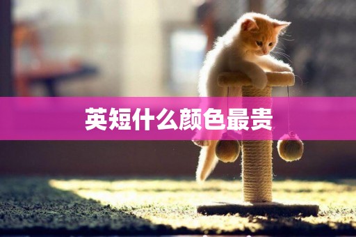 英短什么顏色最貴