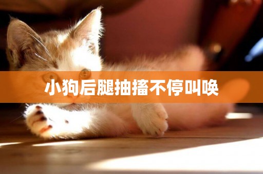 小狗后腿抽搐不停叫喚