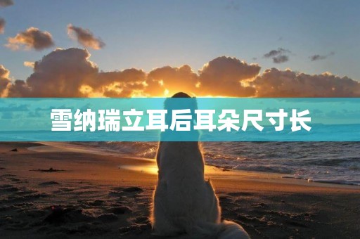 雪納瑞立耳后耳朵尺寸長