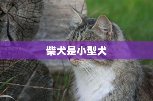柴犬是小型犬