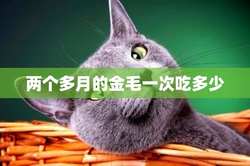兩個多月的金毛一次吃多少