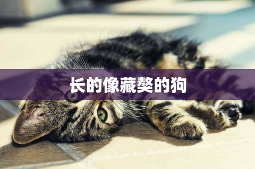 長的像藏獒的狗
