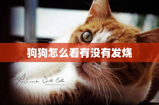 狗狗怎么看有沒有發燒