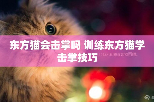 東方貓會擊掌嗎 訓練東方貓學擊掌技巧