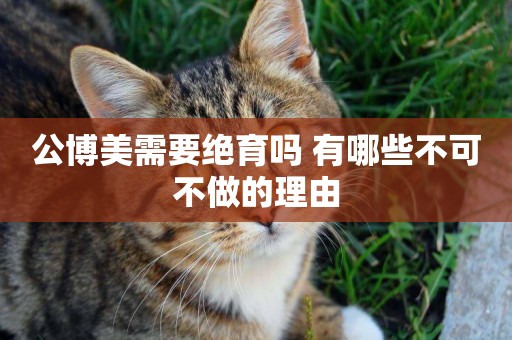 公博美需要絕育嗎 有哪些不可不做的理由