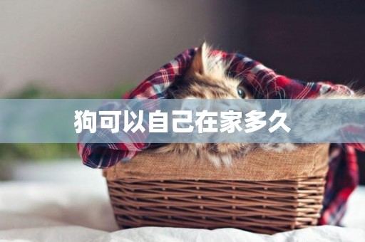 狗可以自己在家多久