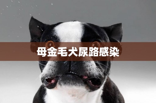 母金毛犬尿路感染