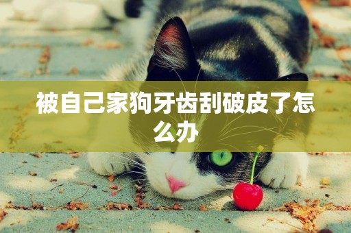 被自己家狗牙齒刮破皮了怎么辦