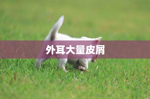 外耳大量皮屑