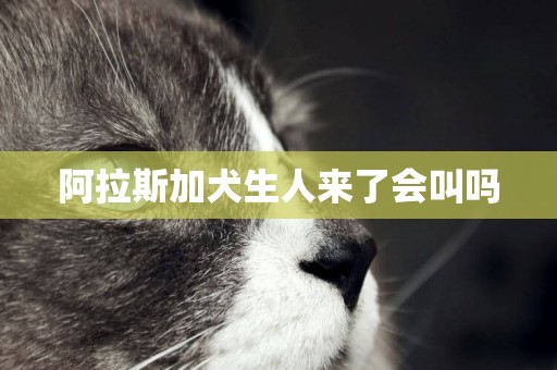阿拉斯加犬生人來了會叫嗎