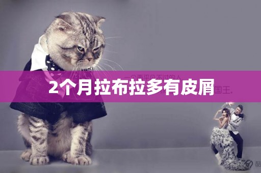 2個月拉布拉多有皮屑