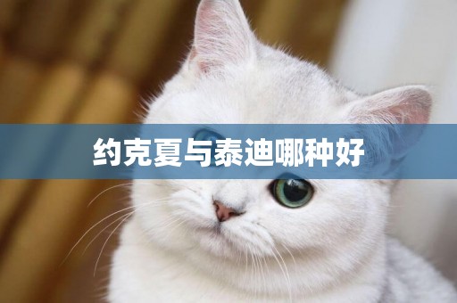約克夏與泰迪哪種好
