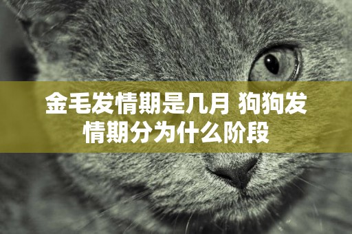 金毛發情期是幾月 狗狗發情期分為什么階段
