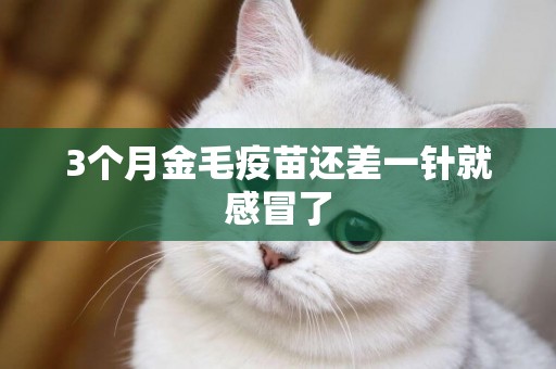 3個月金毛疫苗還差一針就感冒了