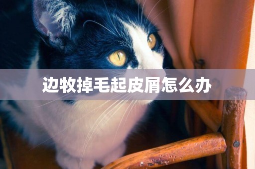邊牧掉毛起皮屑怎么辦