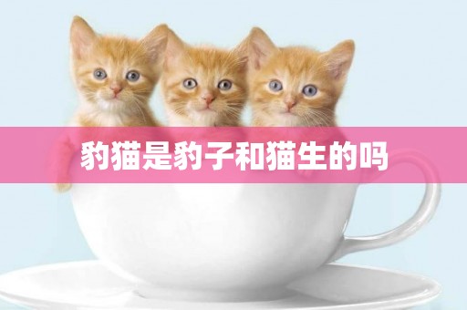 豹貓是豹子和貓生的嗎