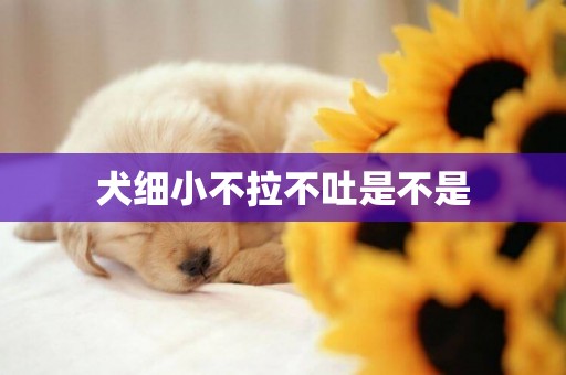 犬細小不拉不吐是不是