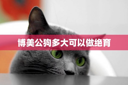 博美公狗多大可以做絕育