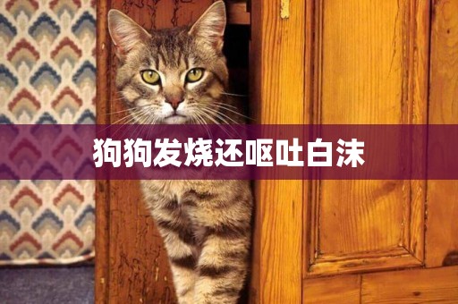 狗狗發燒還嘔吐白沫