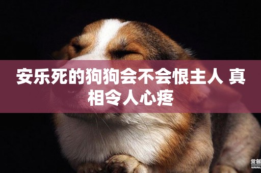 安樂死的狗狗會不會恨主人 真相令人心疼 安樂死的狗狗會不會恨主人 真相令人心疼
