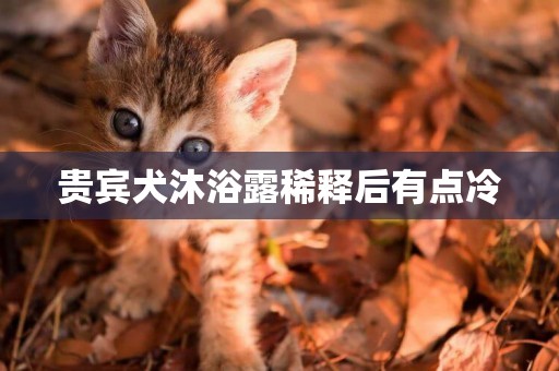 貴賓犬沐浴露稀釋后有點冷