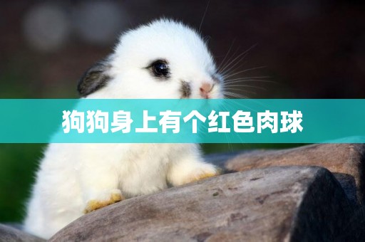 狗狗身上有個紅色肉球