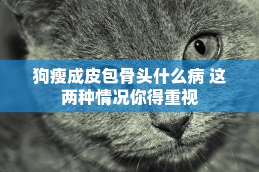 狗瘦成皮包骨頭什么病 這兩種情況你得重視