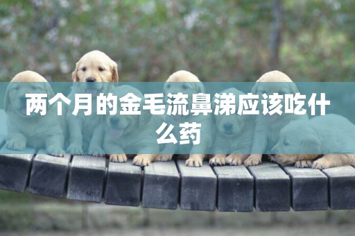 兩個月的金毛流鼻涕應該吃什么藥