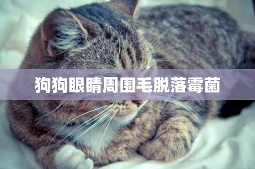 狗狗眼睛周圍毛脫落霉菌