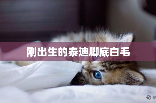 剛出生的泰迪腳底白毛