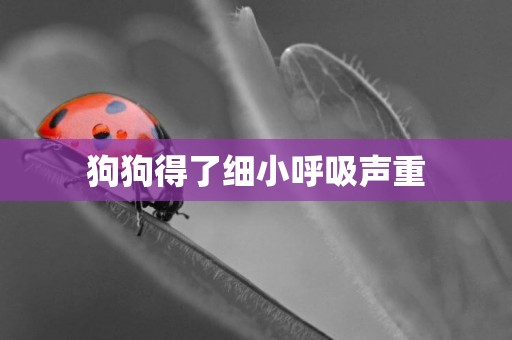 狗狗得了細小呼吸聲重