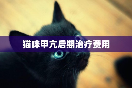貓咪甲亢后期治療費用