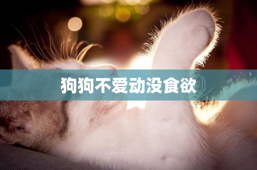 狗狗不愛動沒食欲
