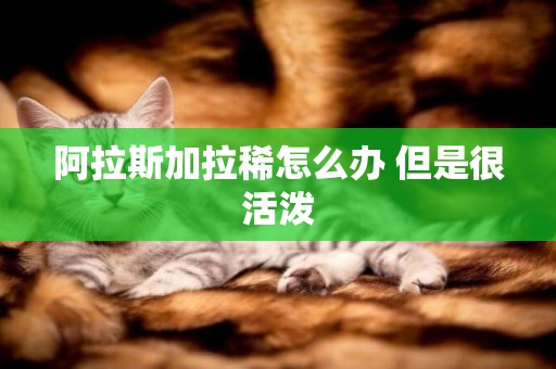 阿拉斯加拉稀怎么辦 但是很活潑