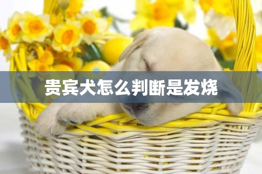 貴賓犬怎么判斷是發燒