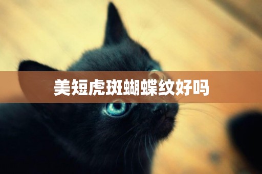 美短虎斑蝴蝶紋好嗎