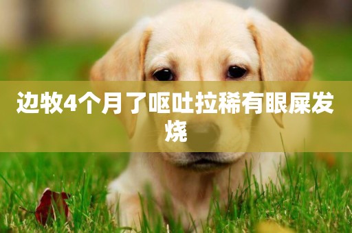 邊牧4個月了嘔吐拉稀有眼屎發燒