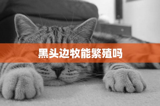 黑頭邊牧能繁殖嗎