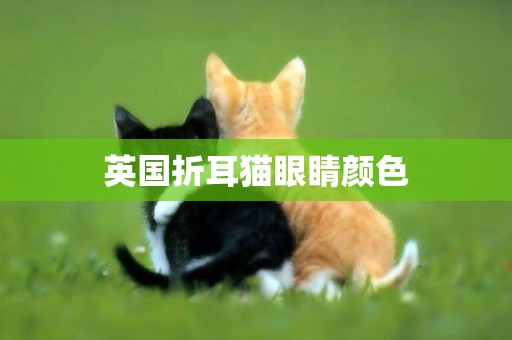 英國折耳貓眼睛顏色