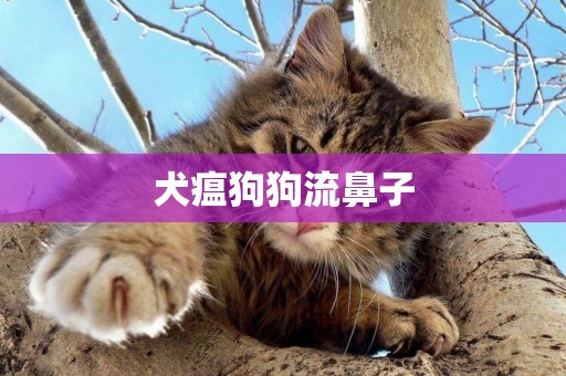 犬瘟狗狗流鼻子