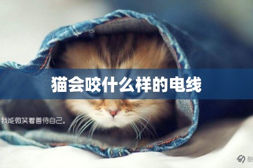貓會咬什么樣的電線