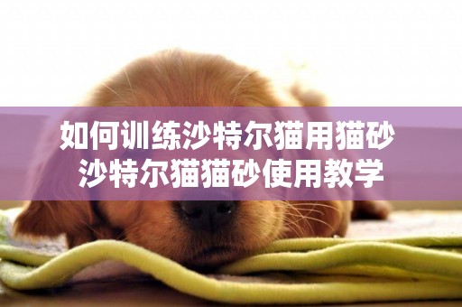 如何訓練沙特爾貓用貓砂 沙特爾貓貓砂使用教學