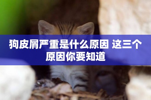 狗皮屑嚴重是什么原因 這三個原因你要知道