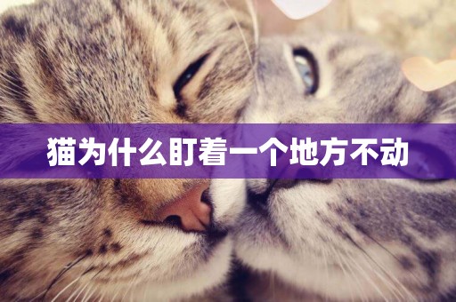 貓為什么盯著一個地方不動