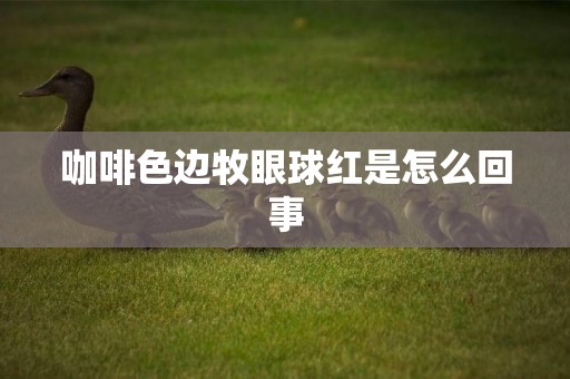 咖啡色邊牧眼球紅是怎么回事