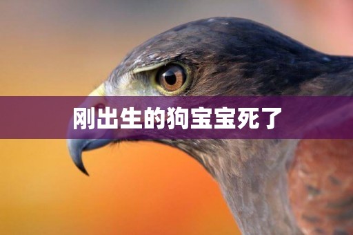 剛出生的狗寶寶死了