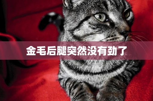 金毛后腿突然沒有勁了