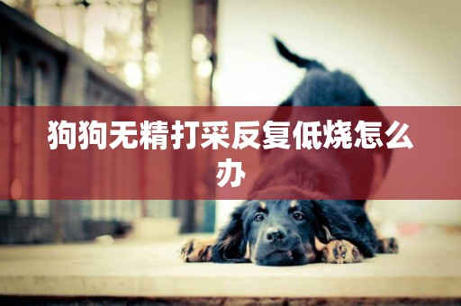 狗狗無精打采反復低燒怎么辦
